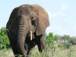 Olifant in Tanzania krijgt bescherming via actie Avaaz
