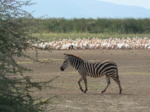Zebra en pelikanen Lake Manyara wildpark Tanzania met Mindful Adventure