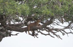 Leeuw in boom Lake Manyara in Tanzania met Mindful Adventure