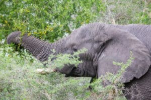 Olifant privé safari Tanzania