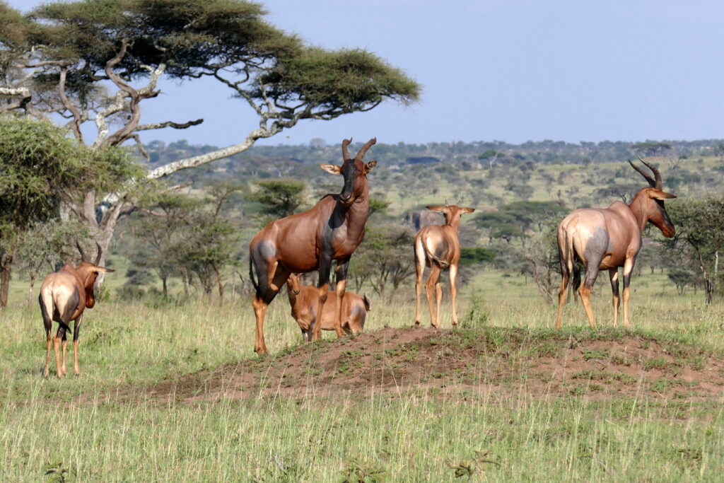 Serengeti topi's Topi's in de Serengeti