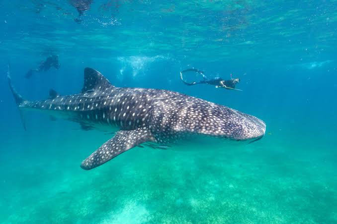 whale shark excursie Mafia Island